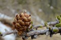 Cône de Mélèze. Larix decidua. Printemps en Haute Roya. Cône de Mélèze. Larix decidua. Printemps en Haute Roya. Parc National du Mercantour. Alpes Maritimes. 