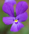 Violette éperonnée. Viola calcarata. Pensée des Alpes. Parc National du Mercantour au printemps. Violette éperonnée. Pensée des Alpes. Pensée à long éperon. Viola calcarata. Parc National du Mercantour au printemps. Alpes Maritimes. France. 