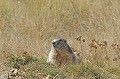 Marmotte des Alpes. Marmota marmota. Automne en Haute Tinée. Marmotte des Alpes. Marmota marmota. Automne en Haute Tinée. Parc National du Mercantour. Alpes Maritimes. 