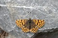 Cuivré fuligineux ou Argus myope. Lycaena tityrus Poda. Famille des Lycénides. Alt. environ 1800m. Printemps en Haute Roya. Cuivré fuligineux ou Argus myope. Lycaena tityrus Poda. Famille des Lycénides. Haute Roya au printemps. Parc National du Mercantour. 