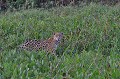 Panthera onca. Panthera onca. Jaguar. Pantanal. Mato Grosso. Brésil. 