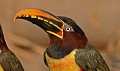 Pteroglossus castanotis. Araçari à oreillons rouges. Pteroglossus castanotis. Pantanal. Brésil. 