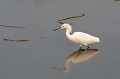 Egretta thula. Aigrette neigeuse. Egretta thula. Pantanal. Mato Grosso. Brésil. 