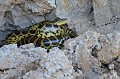 Eunectes mutinus. Anaconda. Eunectes mutinus. Pantanal. Mato Grosso. Brésil. 