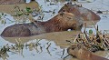 Hydrochaeris hydrochaeris. Le plus gros rongeur du Monde. Capybara. Hydrochaeris hydrochaeris. Le plus gros rongeur du Monde. Pantanal. Mato Grosso. Brésil. 