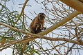 Cebus apella. Capucin apelle. Cebus apella. Pantanal. Mato Grosso. Brésil. 