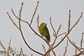 Amazona aestiva. Amazone à front bleu. Amazona aestiva. Pantanal. Mato Grosso. Brésil. 