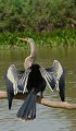 Anhinga anhinga. Anhinga d'Amérique. Anhinga anhinga. Pantanal. Mato grosso. Brésil. 