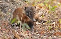 Nasua nasua. Coati roux. Nasua nasua. Pantanal. Mato Grosso. Brésil. 