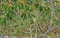 Myiopsitta monachus. Conure veuve. Myiopsitta monachus. Pantanl. Mato Grosso. Brésil. 