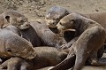 Pteronura brasilliensis. Loutre géante du Brésil. Pteronura brasilliensis. Pantanal. Mato Grosso. Brésil. 