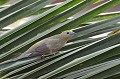 Thraupis palmarum. Tangara des palmiers. Thraupis palmarum. Pantanal. Mato Grosso. Brésil. 