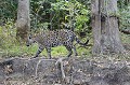 Panthera onca. Jaguar. Panthera onca. Pantanal. Mato Grosso. Brésil. 