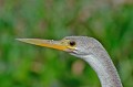 Anhinga anhinga. Anhinga d'Amérique. Anhinga anhinga. Pantanal. Mato Grosso. Brésil. 