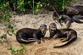 Pteronura brasilliensis. Loutre géante du Brésil. Pteronura brasilliensis. Pantanal. Mato Grosso. Brésil. 