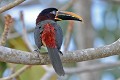 Pteroglossus castanotis. Araçari à oreillons rouges. Pteroglossus castanotis. Pantanal. Mato Grosso. Brésil. 