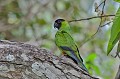 Aratinga nenday. Conure nanday. Aratinga nenday. 