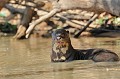Pteronura brasilliensis. Loutre géante du Brésil. Pteronura brasilliensis. 