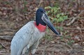 Jabiru mycteria. Jabiru d'Amérique. Jabiru mycteria. Pantanal. Mato Grosso. Brésil. 