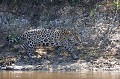 Panthera onca. Jaguar. Panthera onca. Pantanal. Mato Grosso. Brésil. 