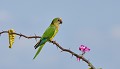 Eupsittula canicularis. Conure à front rouge. Eupsittula canicularis. Pantanal. Mato Grosso. Brésil. 