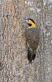 Colaptes campetris. Pic champêtre.Colaptes campetris. Pantanal. Mato Grosso. Brésil. 