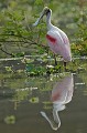 Platalea ajaja. Spatule rosée.Platalea ajaja. Pantanal. Mato Grosso. Brésil. 