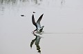 Rynchops niger. Bec en ciseaux noir. Rynchops niger. Pantanal.  Mato Grosso. Brésil. 