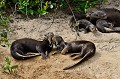 Pteronura brasilliensis. Loutre géante du Brésil. Pteronura brasilliensis. Pantanal. Mato Grosso. Brésil. 