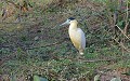 Pilherodius pileatus. Héron coiffé. Pilherodius pileatus. Pantanal. Mato Grosso. Brésil. 