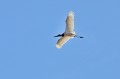 Nyctibius grandis. Jabiru d'Amérique. Nyctibius grandis. Pantanal. Mato Grosso. Brésil. 