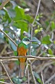 Galbula tombacea. Jacamar à menton blanc. Galbula tombacea. 