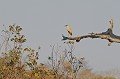 Syrigma sibilatrix. Héron flute de soleil. Syrigma sibilatrix. Pantanal. Mato Grosso. Brésil. 