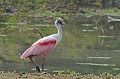 Platalea ajaja. Spatule rosée. Platalea ajaja. Pantanal. Mato Grosso. Brésil. 