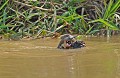 Pteronura brasilliensis. Loutre géante du Brésil. Pteronura brasilliensis. Pantanal. Mato Grosso. Brésil. 