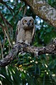 Bubo virginianus. Grand duc d'Amérique jeune. Bubo virginianus. Pantanal. Mato Grosso. Brésil. 