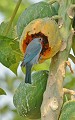 Thraupis sayaca. Tangara sayaca. Thraupis sayaca. Pantanal. Matogrosso. Brésil. 