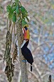 Ramphastos toco. Toucan toco. Ramphastos toco. Pantanal. Mato grosso. Pantanal. 