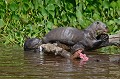 Pteronura brasilliensis. Loutre géante du Brésil. Pteronura brasilliensis. Pantanal. Mato Grosso. Brésil. 