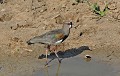 Vanellus chilensis. Vanneau téro. Vanellus chilensis. Pantanal. Mato Grosso. Brésil. 