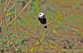 Fluvicola albiventer. Moucherolle à dos noir. Fluvicola albiventer. Pantanal. Mato Grosso. Brésil. 