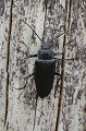 Cerambyx cerdo. Grand capricorne. Cerambyx cerdo. Parc National des Calanques. 