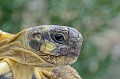 Testudo hermani. De souche varoise, cette tortue est endémique en France. Elle occupait tout le midi méditerranéen il y a 35000 ans. Son habitat s'est réduit depuis quelques siècles à certaines zones du sud de l'Hexagone, plus particulièrement dans 40 communes du Var. Les individus rencontrés dans les Bouches du Rhône pourraient provenir d'élevages de particuliers puis relâchés ou enfuis. Tortue d'Hermann.Testudo hermani. Parc National des Calanques. 