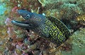 Muraena helena. Murène. Muraena helena. Parc National des Calanques. 