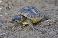 Testudo hermanni. Tortue d'Hermann. Testudo hermanni. Parc National des Calanques. 