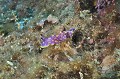 Chromodoris luteorosea. Doris tacheté mauve. Chromodoris luteorosea. Parc National des Calanques. 