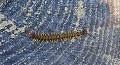 Scolopendra cingulata. Scolopendre méditerranéenne. Scolopendra cingulata. 