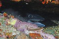 Conger conger. Congre. Conger conger. Parc National des Calanques. 