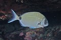 Diplodus sargus. Sar commun de Méditerranée. Diplodus sargus. Parc Natiional des Calanques. 