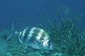 Diplodus cervinus. Sar tambour. Diplodus cervinus. Parc National des Calanques. 